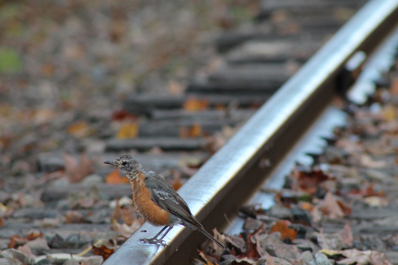 bird  rail  suicide free photo