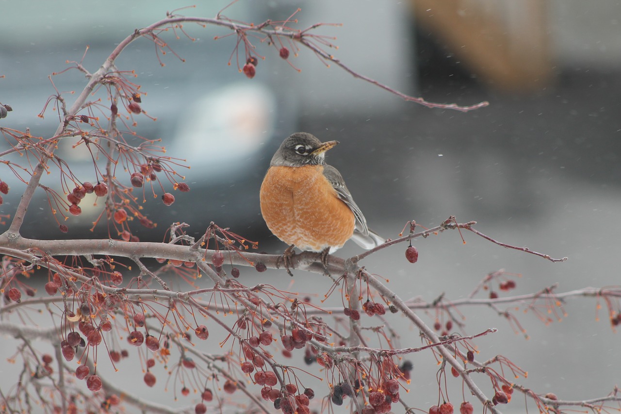 bird  winter  snow free photo