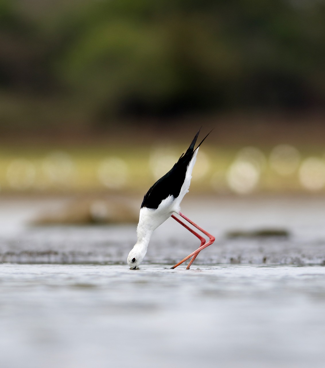 bird  nature  plumage free photo