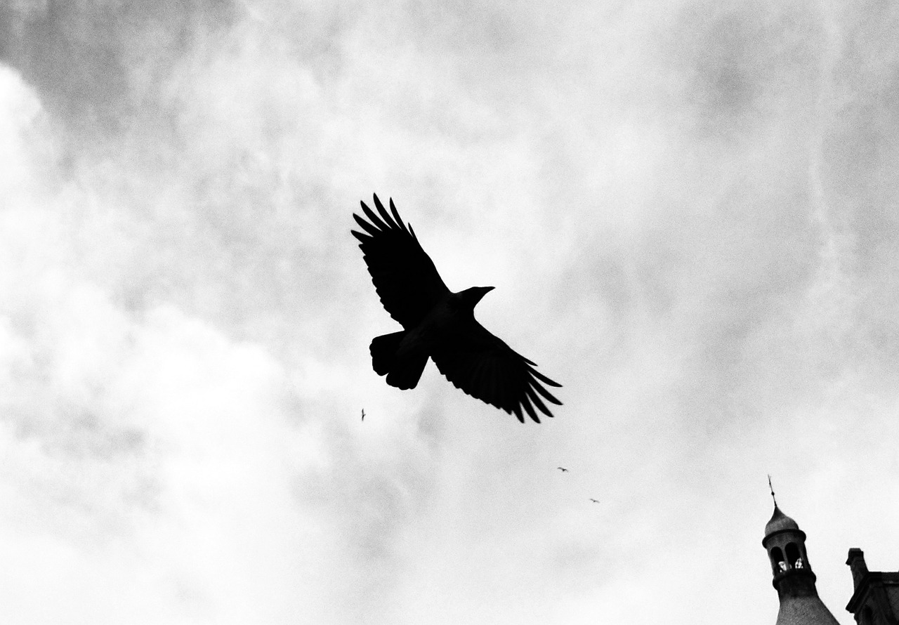 bird crow dark free photo