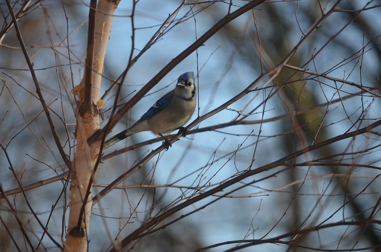 bird  bluejay  jay free photo