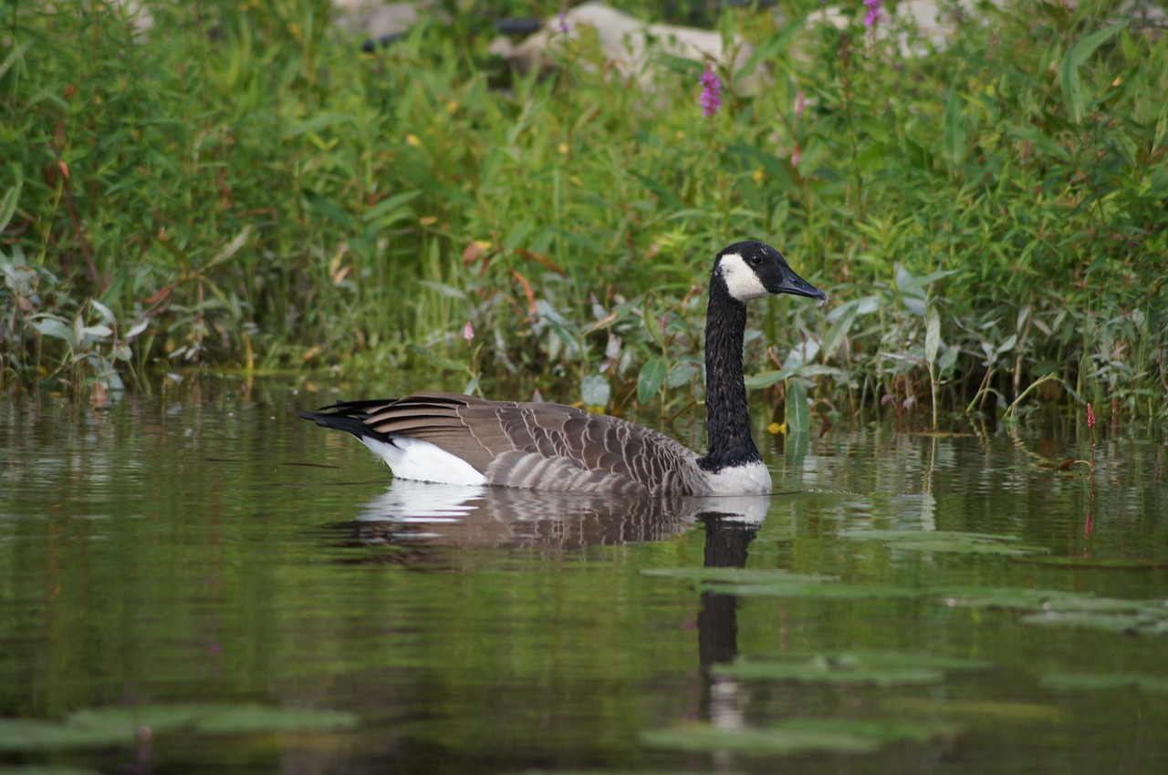 bird  duck  goose free photo