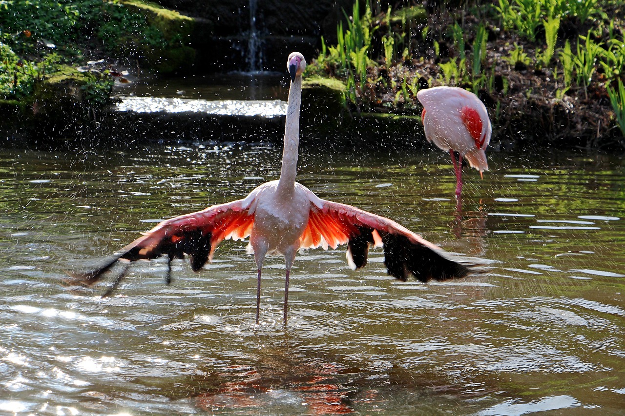 bird  garden  water free photo