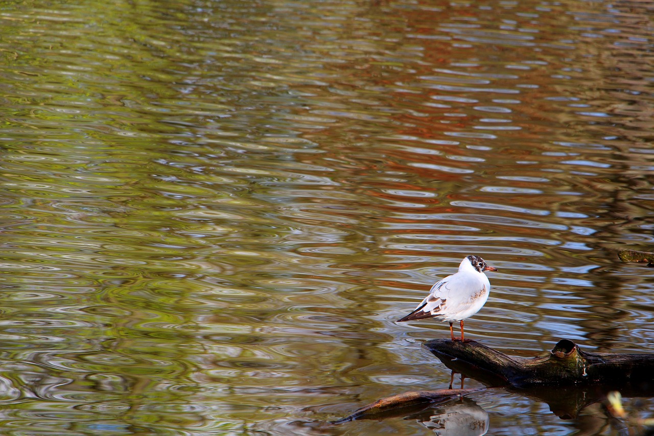 bird  pond  lake free photo