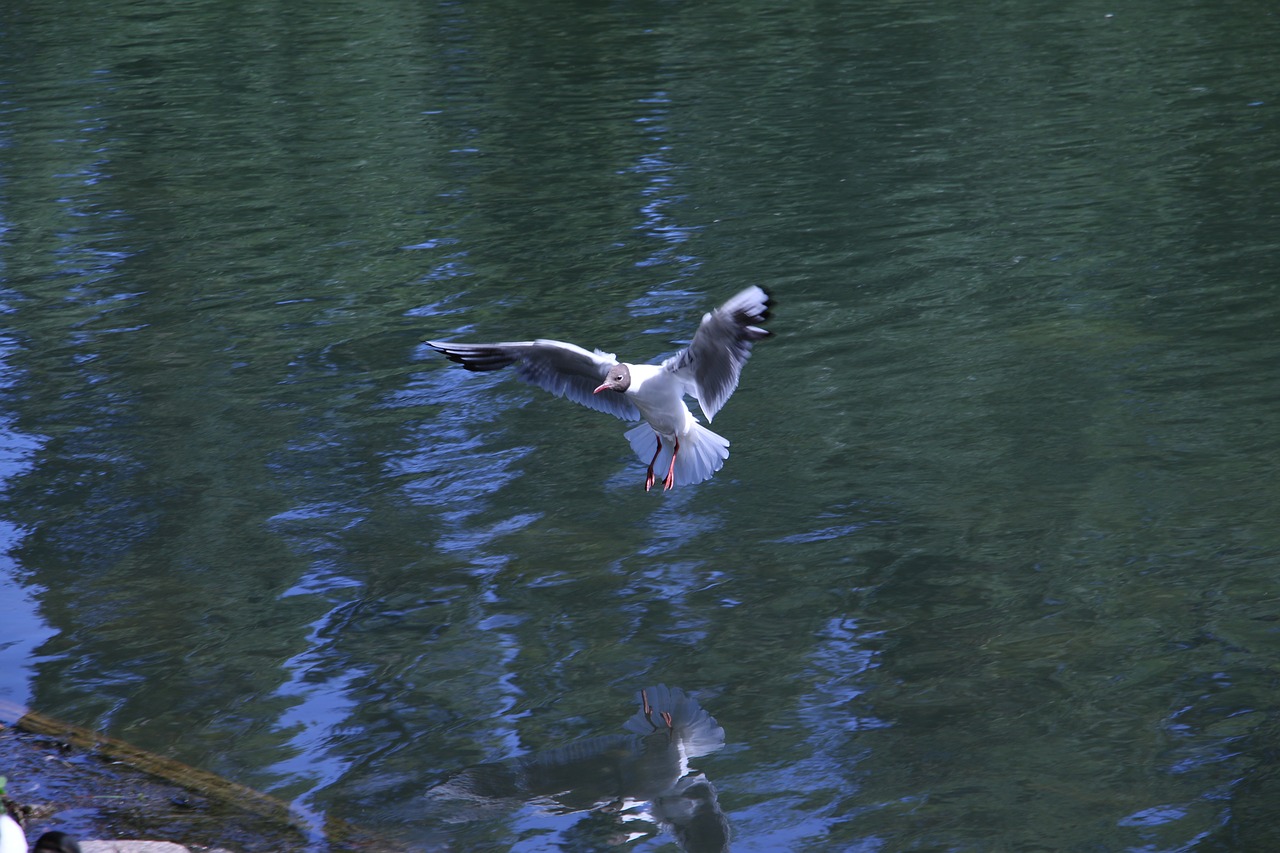 bird  flying  nature free photo