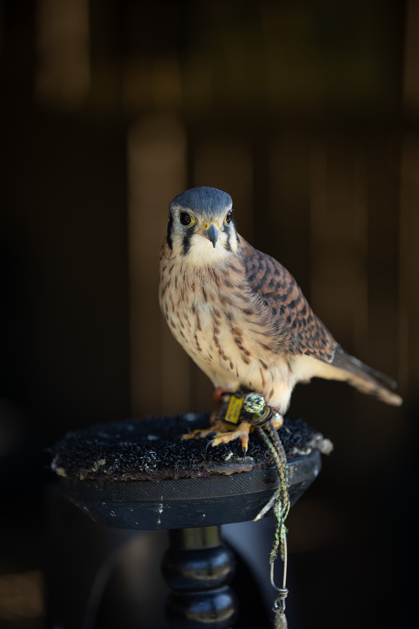 bird  hawk  perched free photo