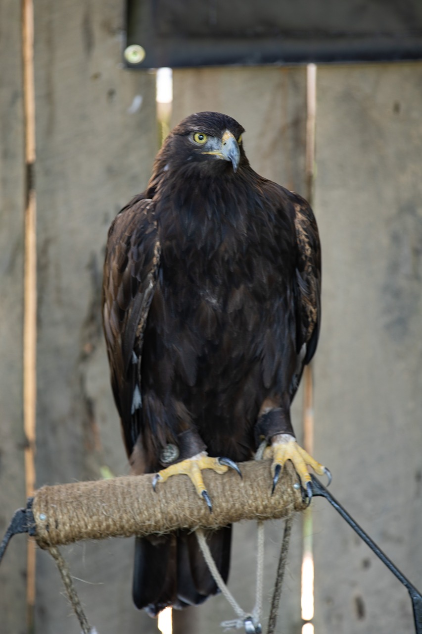 bird  raptor  falcon free photo