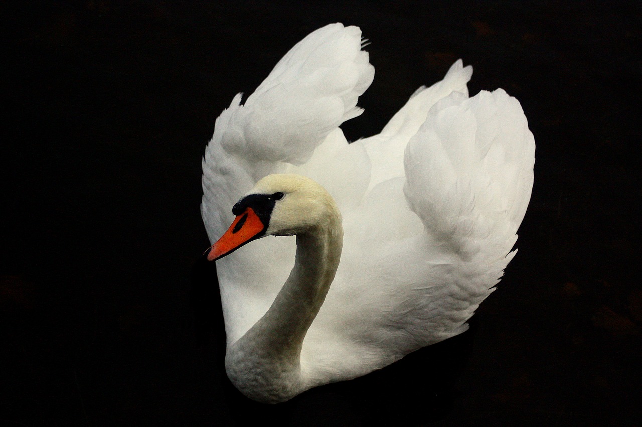 bird  birds  swan free photo