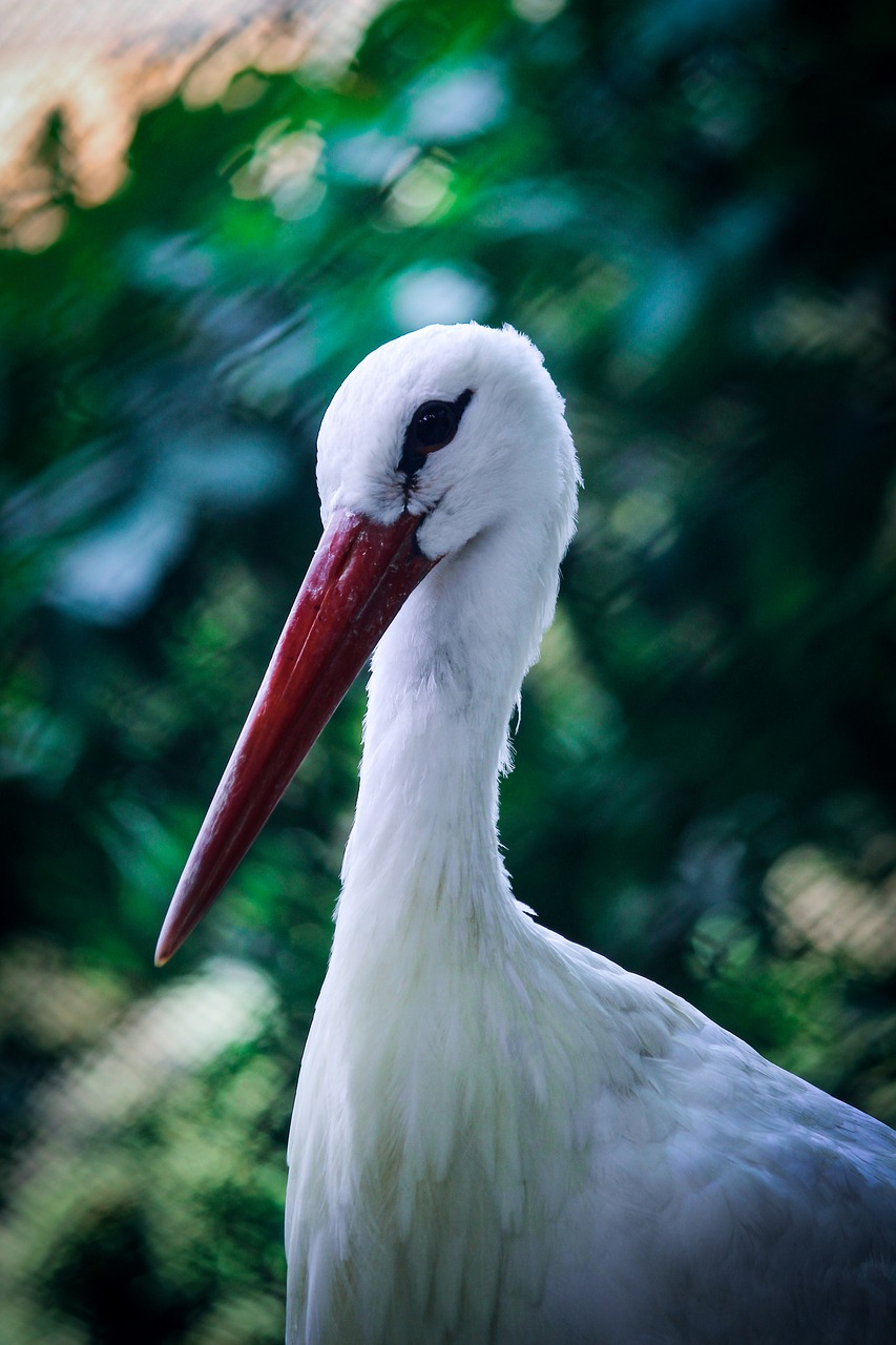 bird  neck  nature free photo