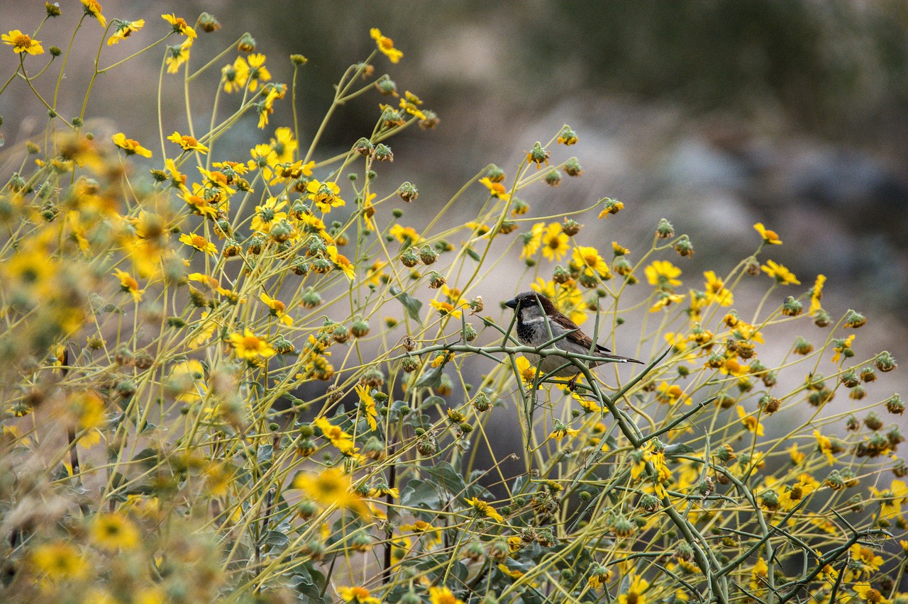 bird  bush  nature free photo