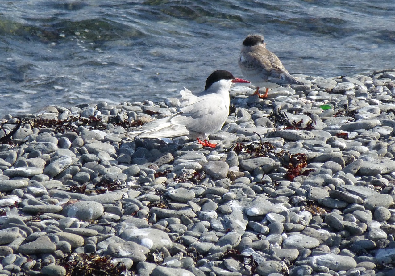 bird  arctic tern  chick free photo