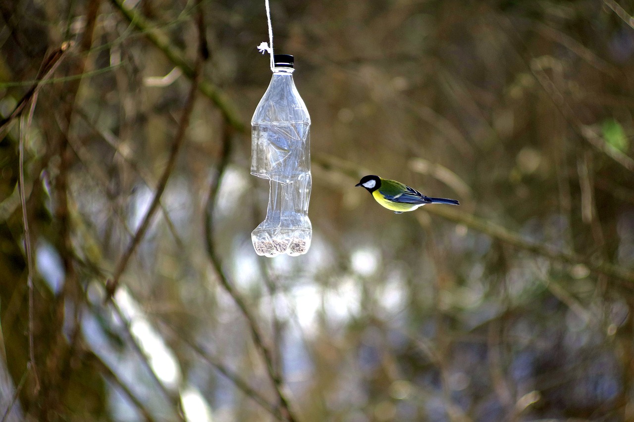 bird  blue tit  wild free photo