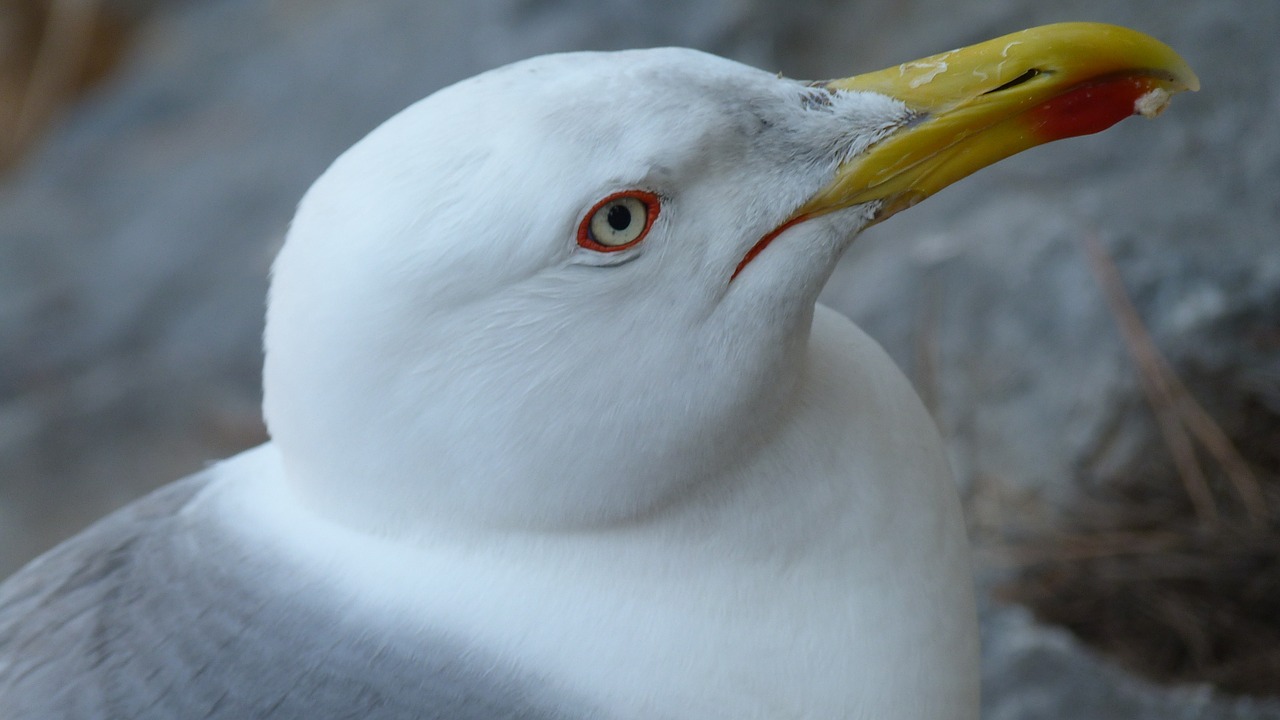 bird seagull water bird free photo