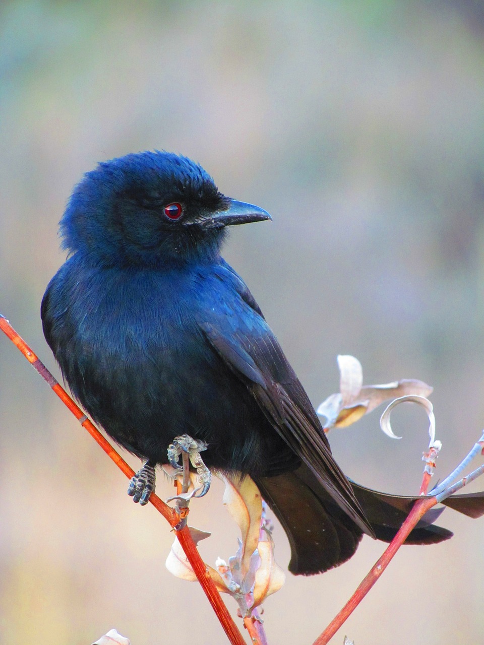 bird look perch free photo