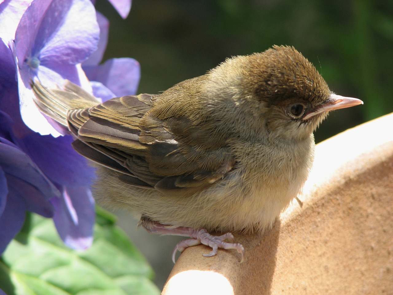 bird young animal feather free photo