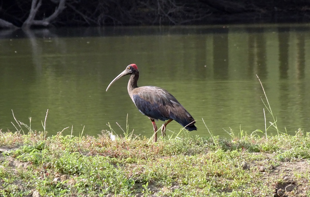 bird  red-naped ibis  pseudibis papillosa free photo