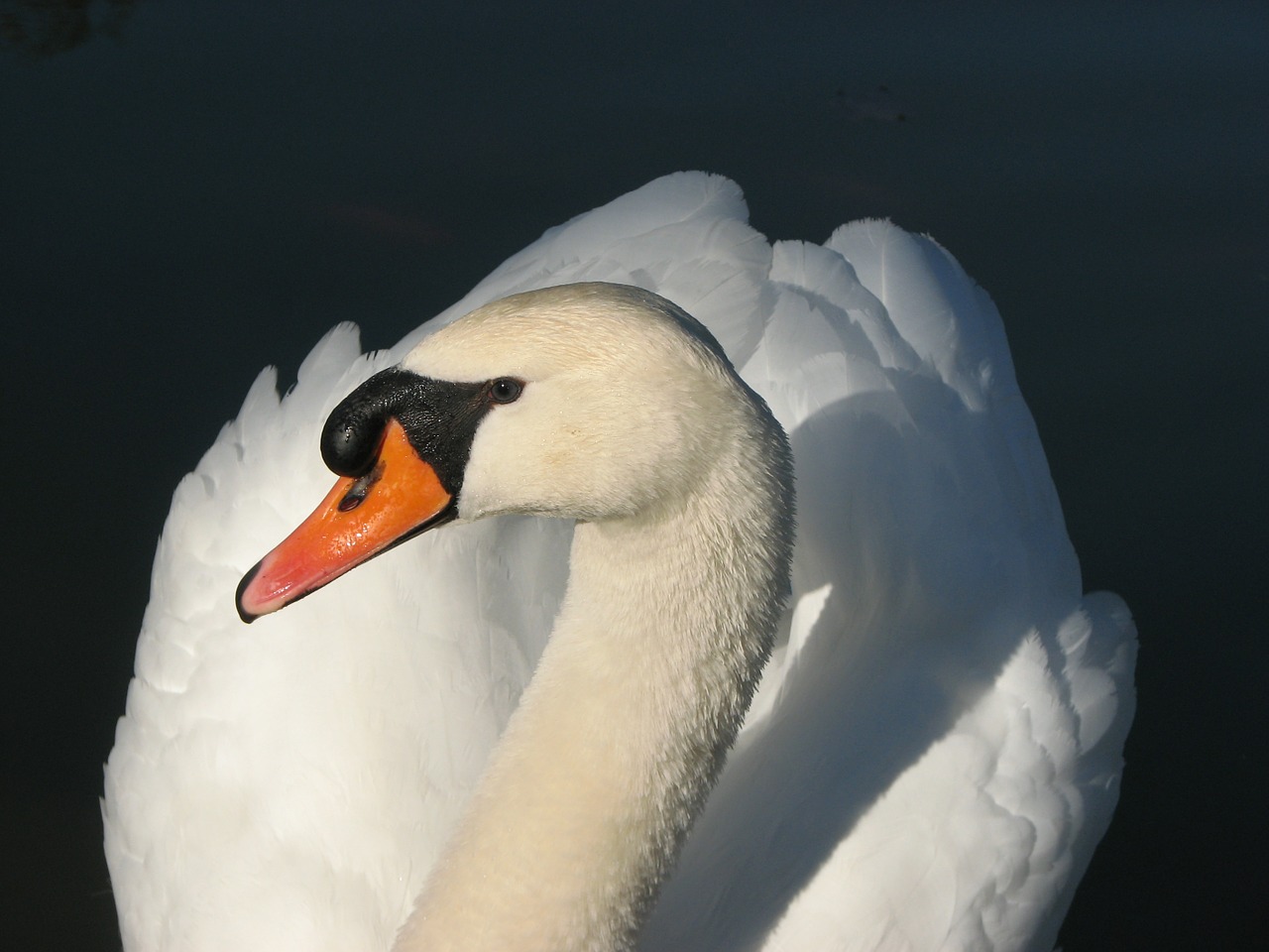 bird swan white free photo