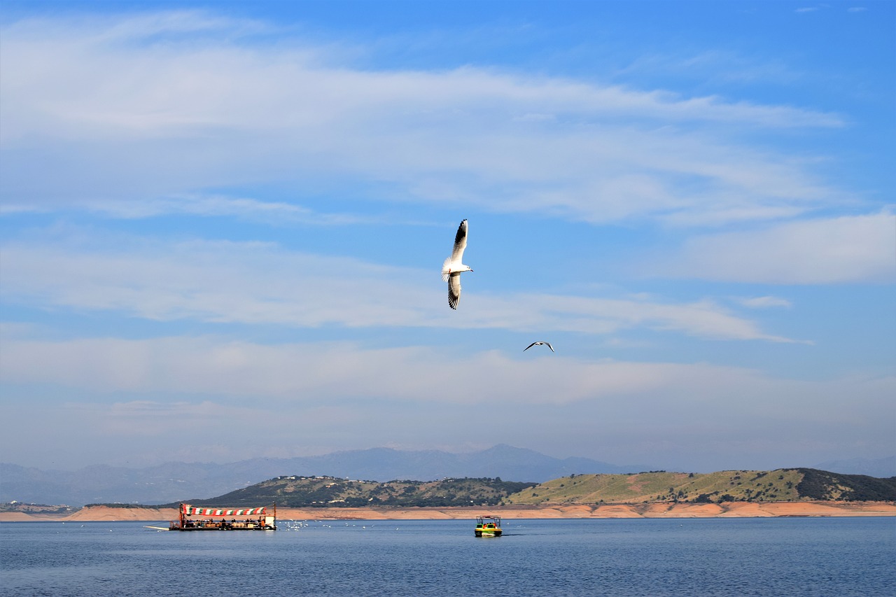 bird  sky  river free photo