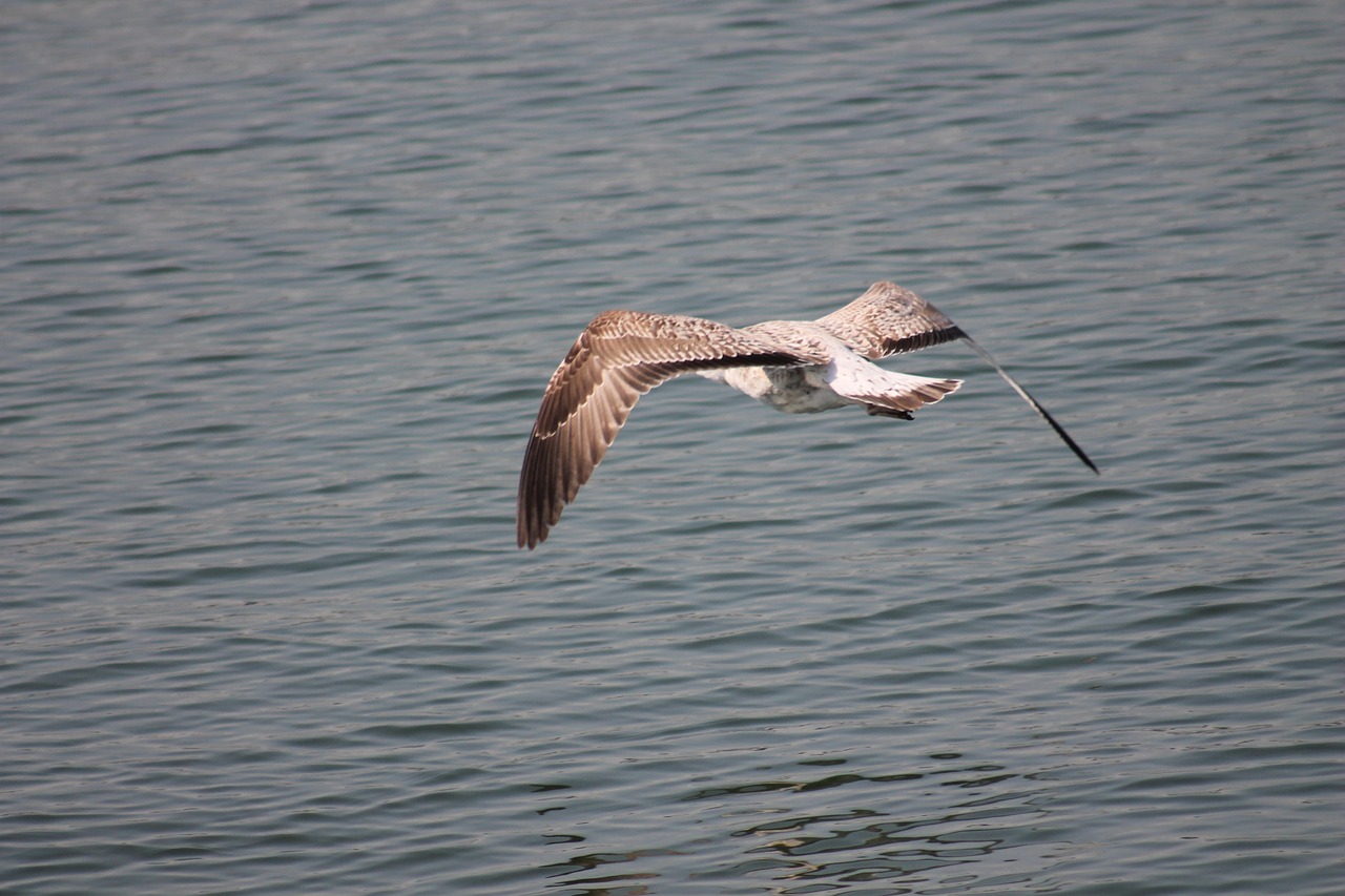 bird flying nature free photo