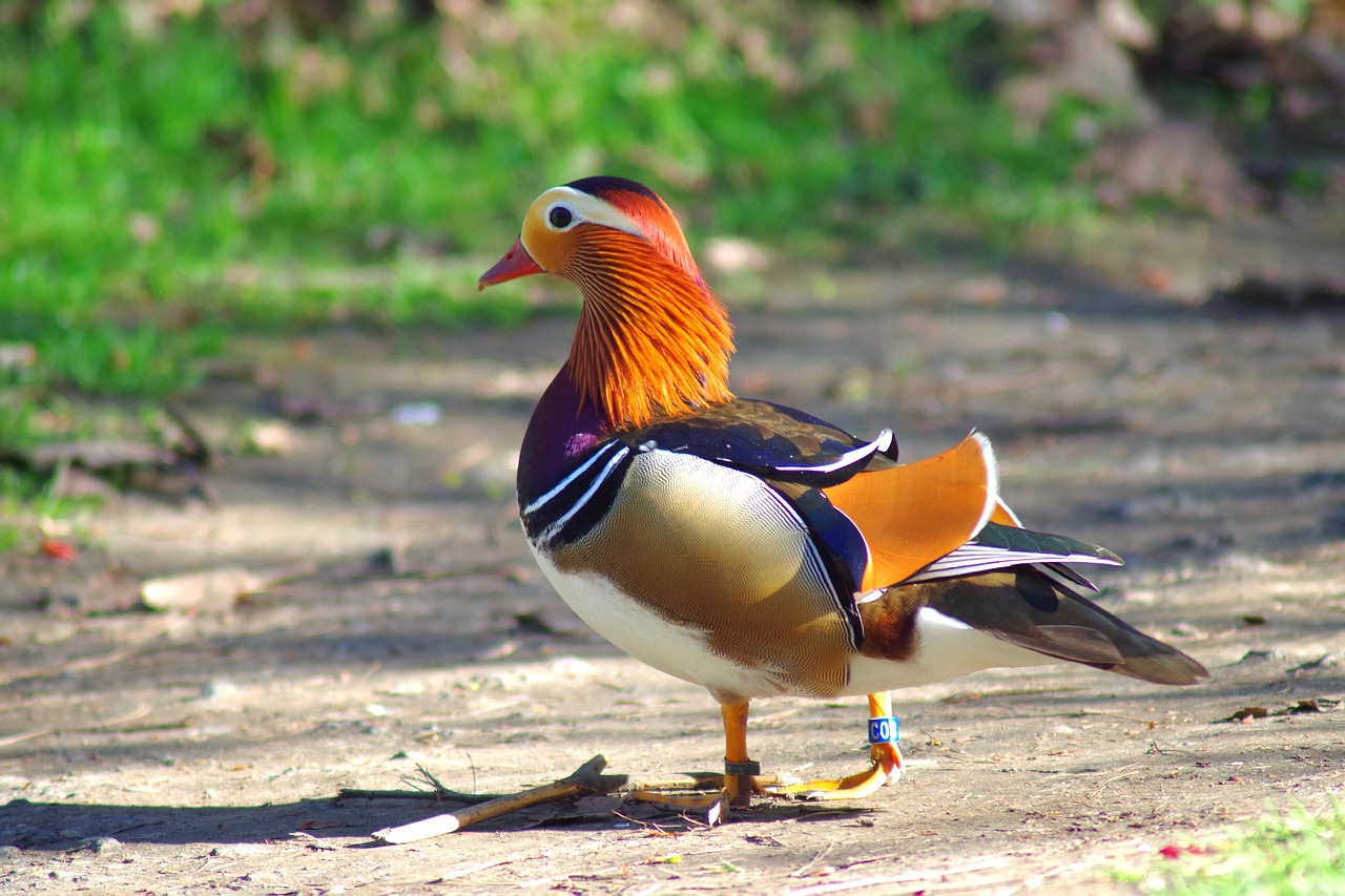bird  duck  mandarin free photo