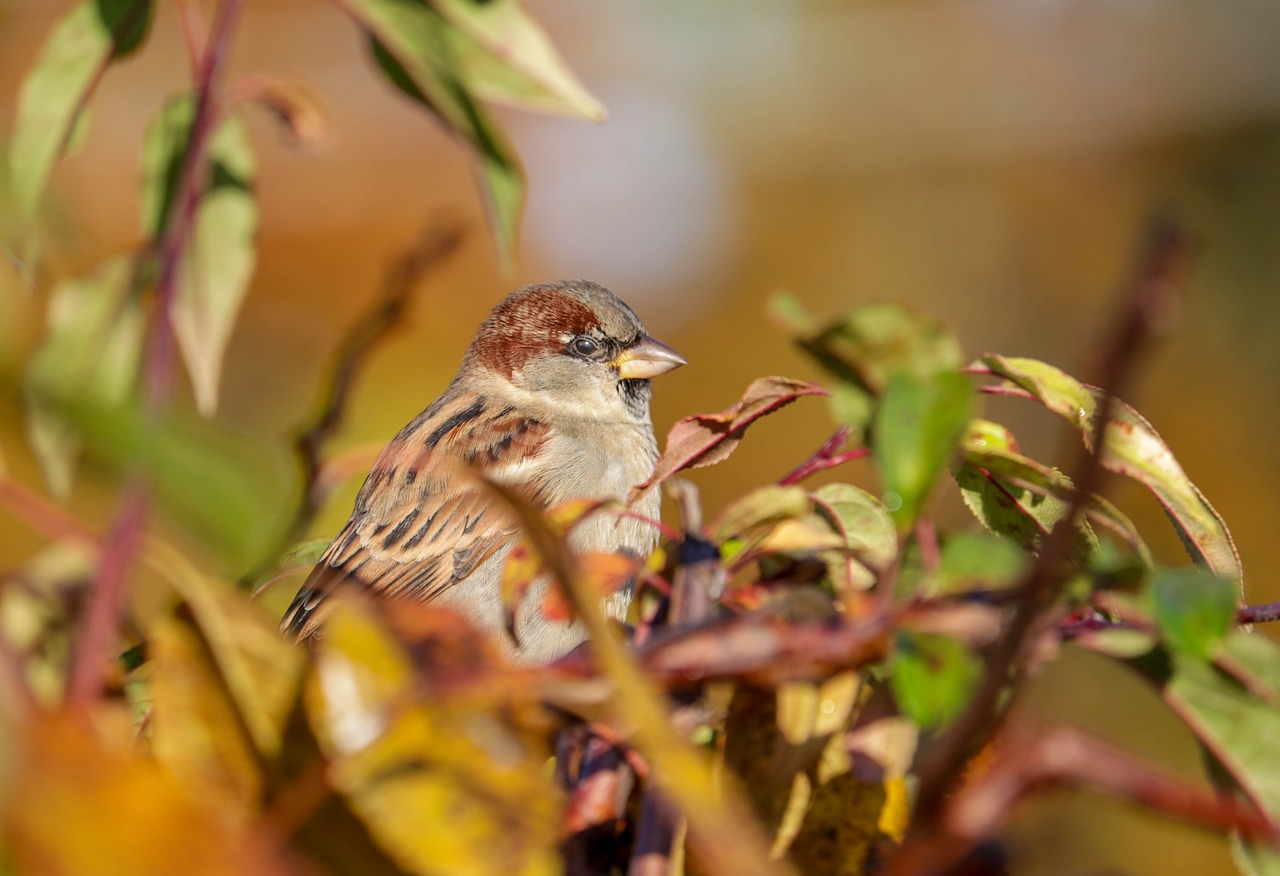 bird  trees  nature free photo