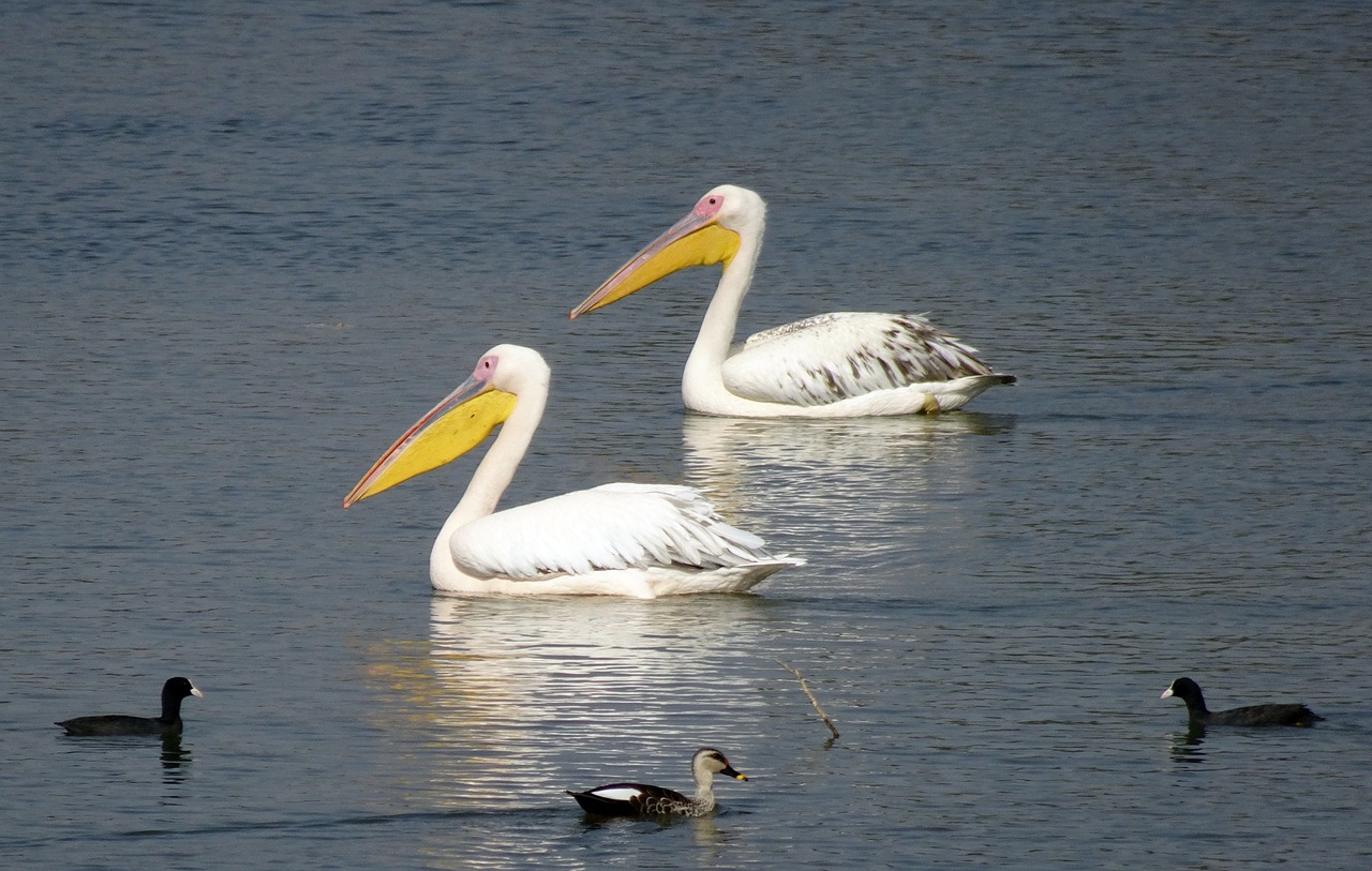 bird  great white pelican  pelecanus onocrotalus free photo