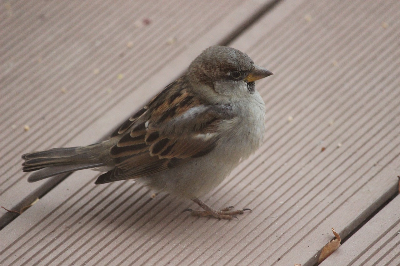 bird  sparrow  sperling free photo