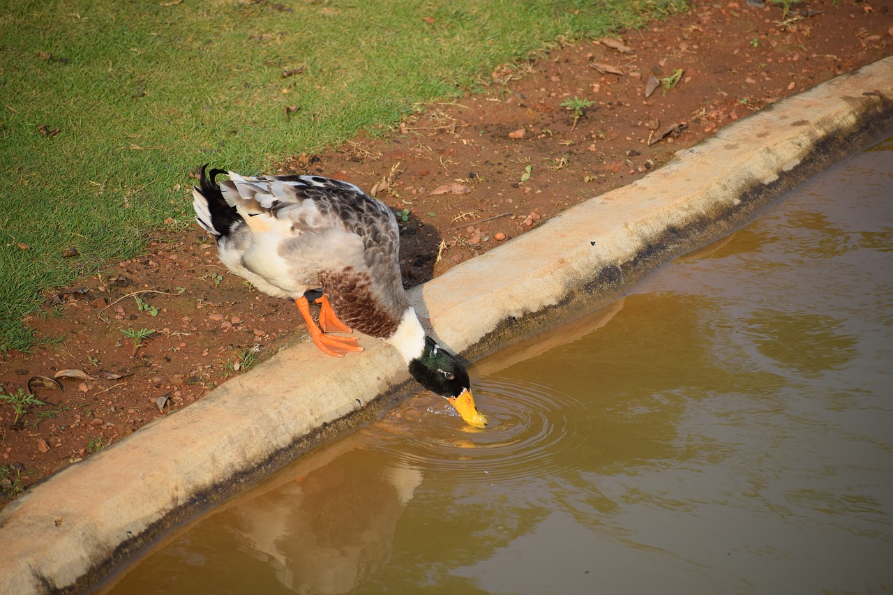 bird  nature  water free photo