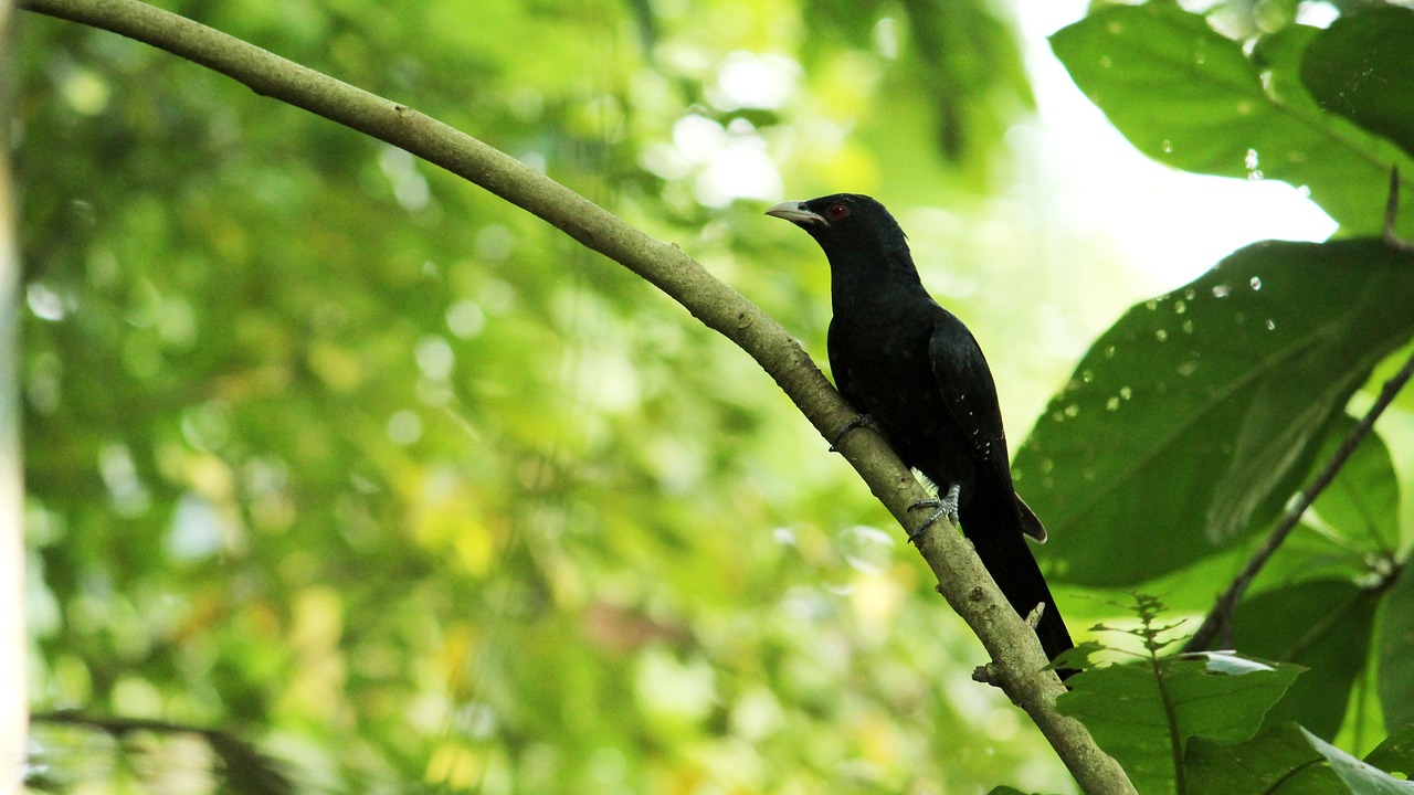 bird  avian  asian free photo