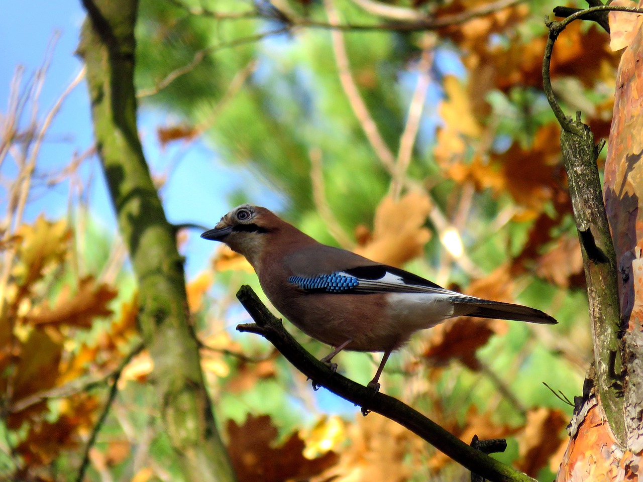 bird  jay  tree free photo