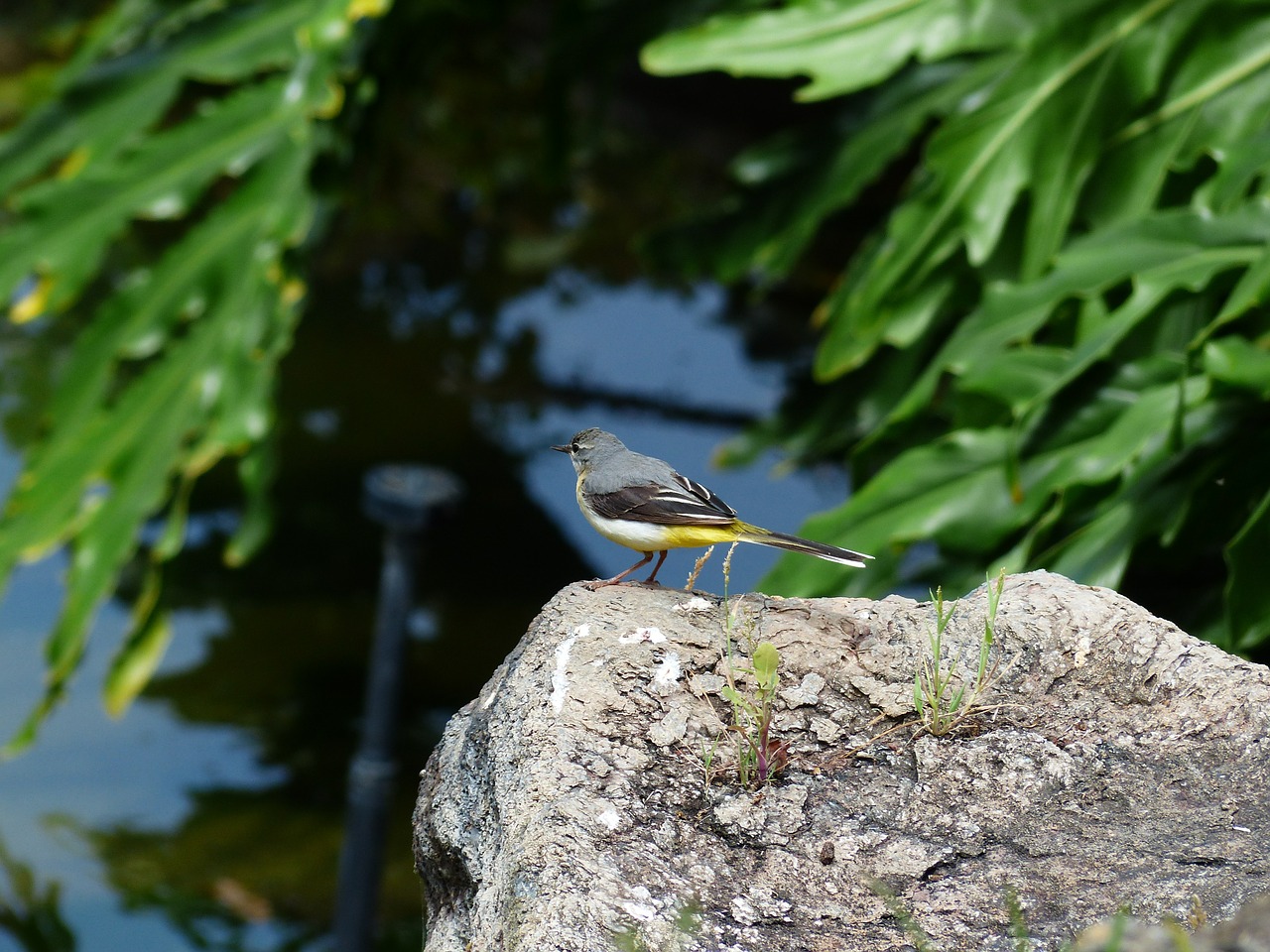 bird grey wagtail motacilla cinerea free photo