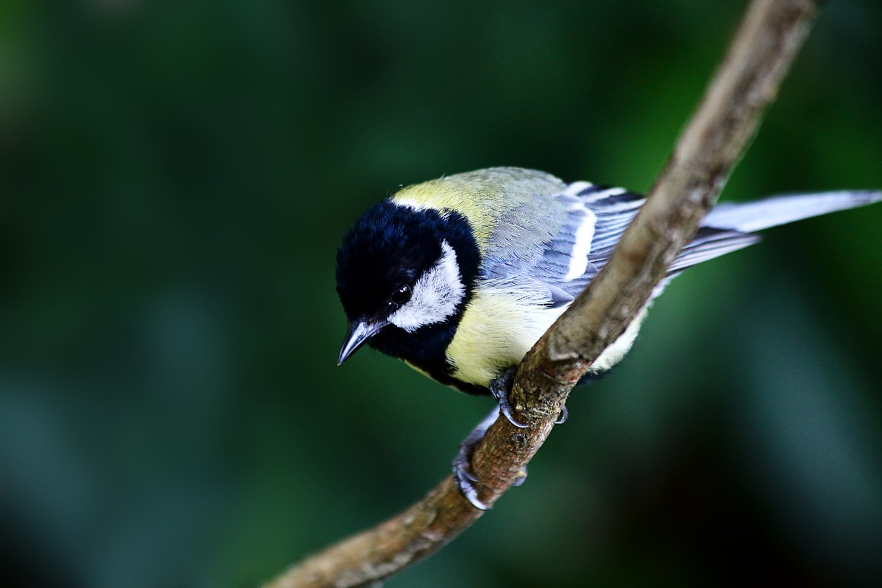 bird  songbird  feather free photo