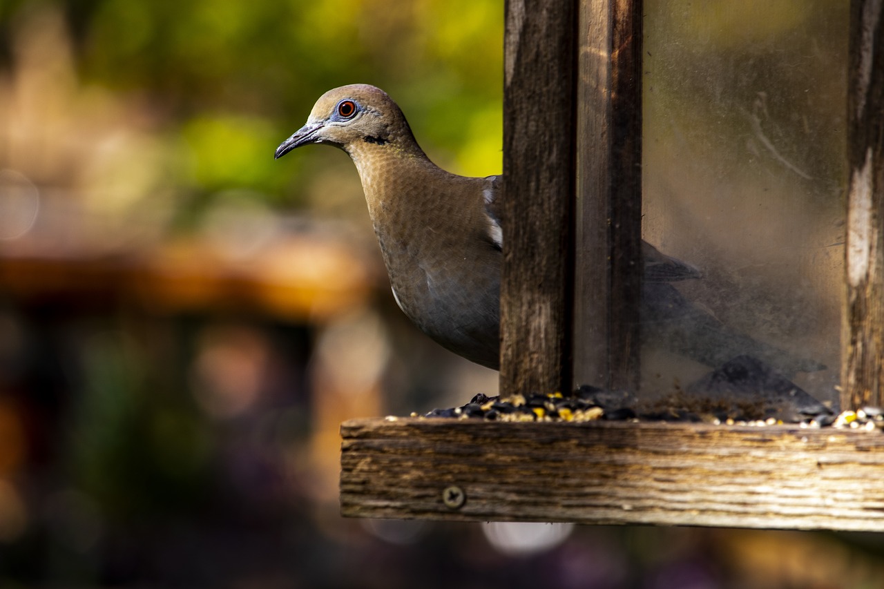 bird  wildlife  dove free photo