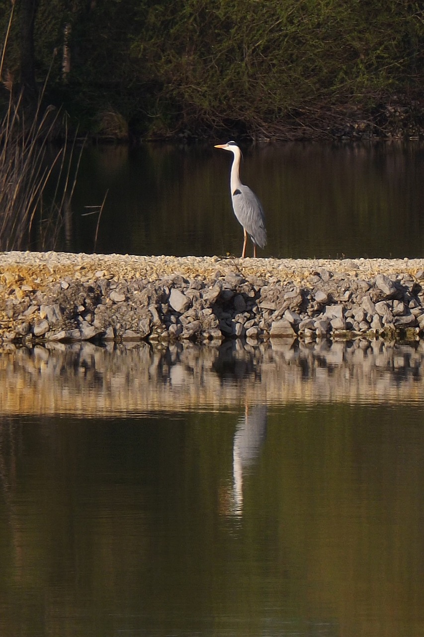 bird  nature  water free photo