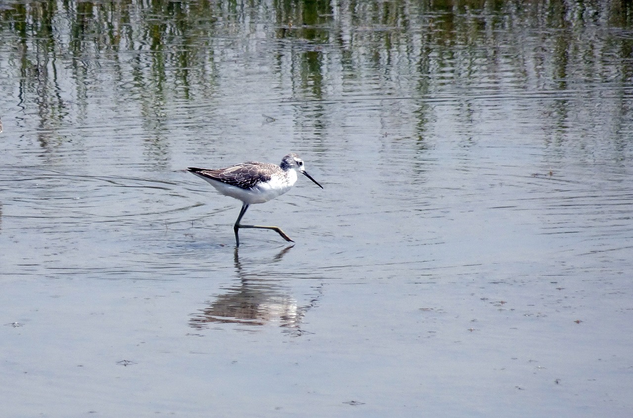 bird  marsh sandpiper  tringa stagnatilis free photo