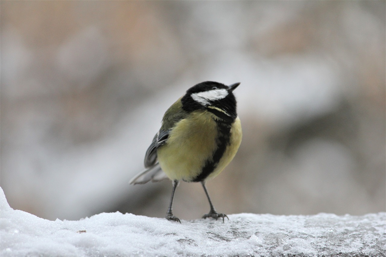 bird  outdoor  nature free photo