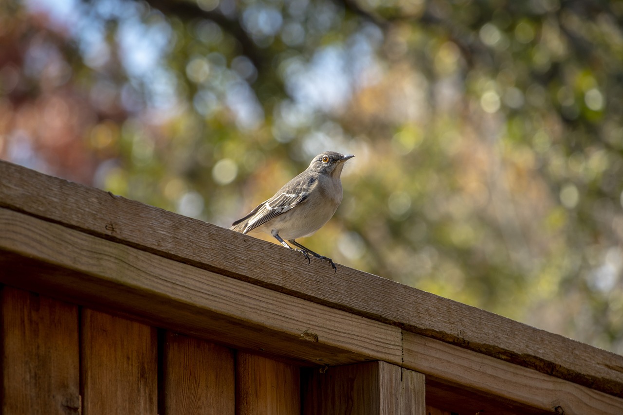 bird  wildlife  gray free photo