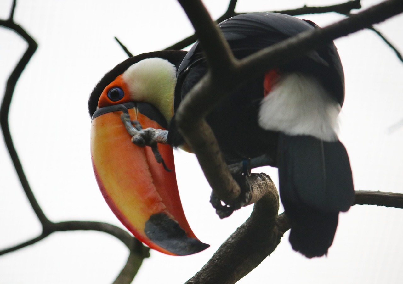 bird  toucan  zoo free photo