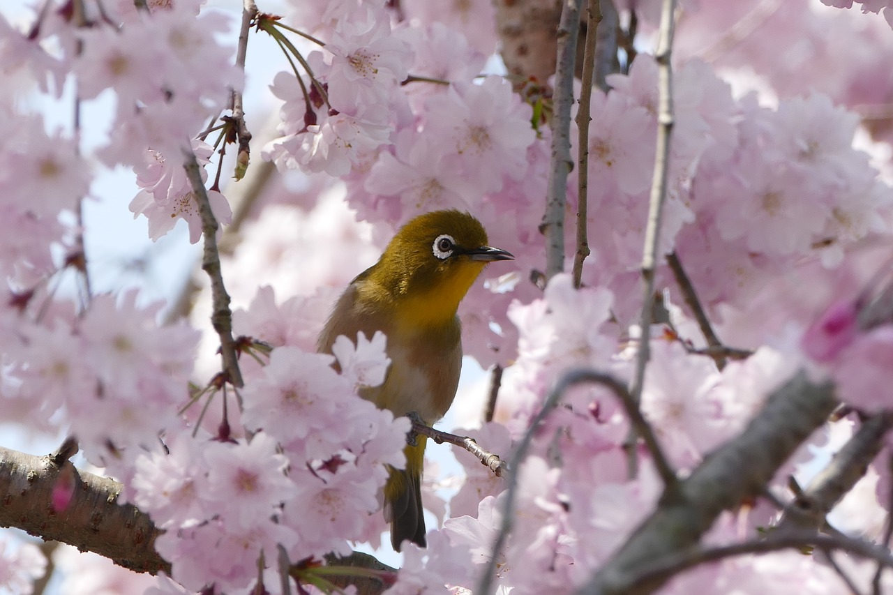 bird  japanese white-eye  cheery-blossom free photo
