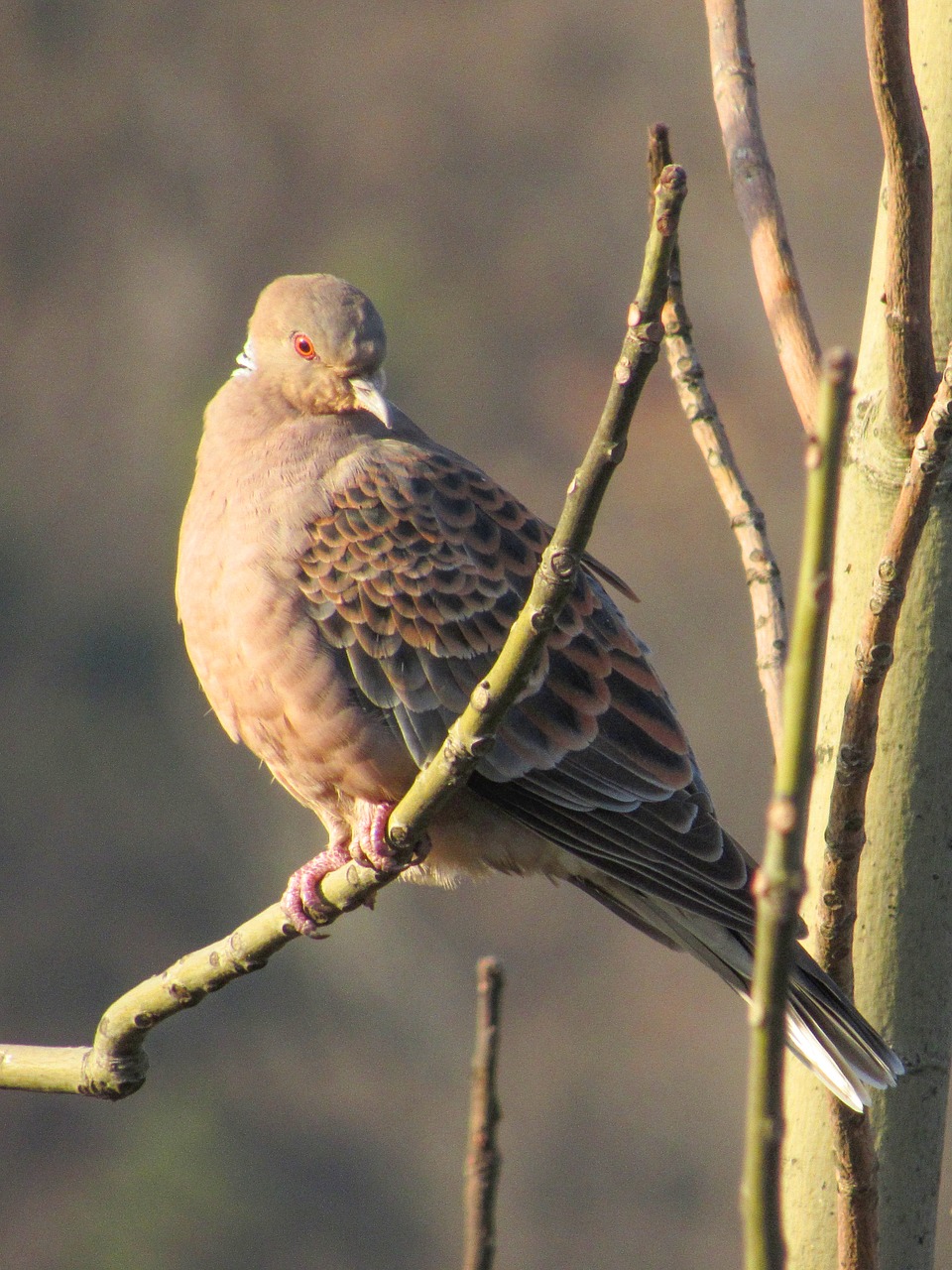 bird  animal  nature free photo