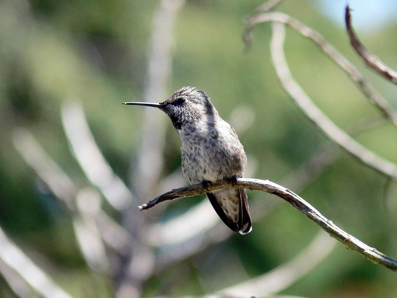 bird wild hummingbird free photo