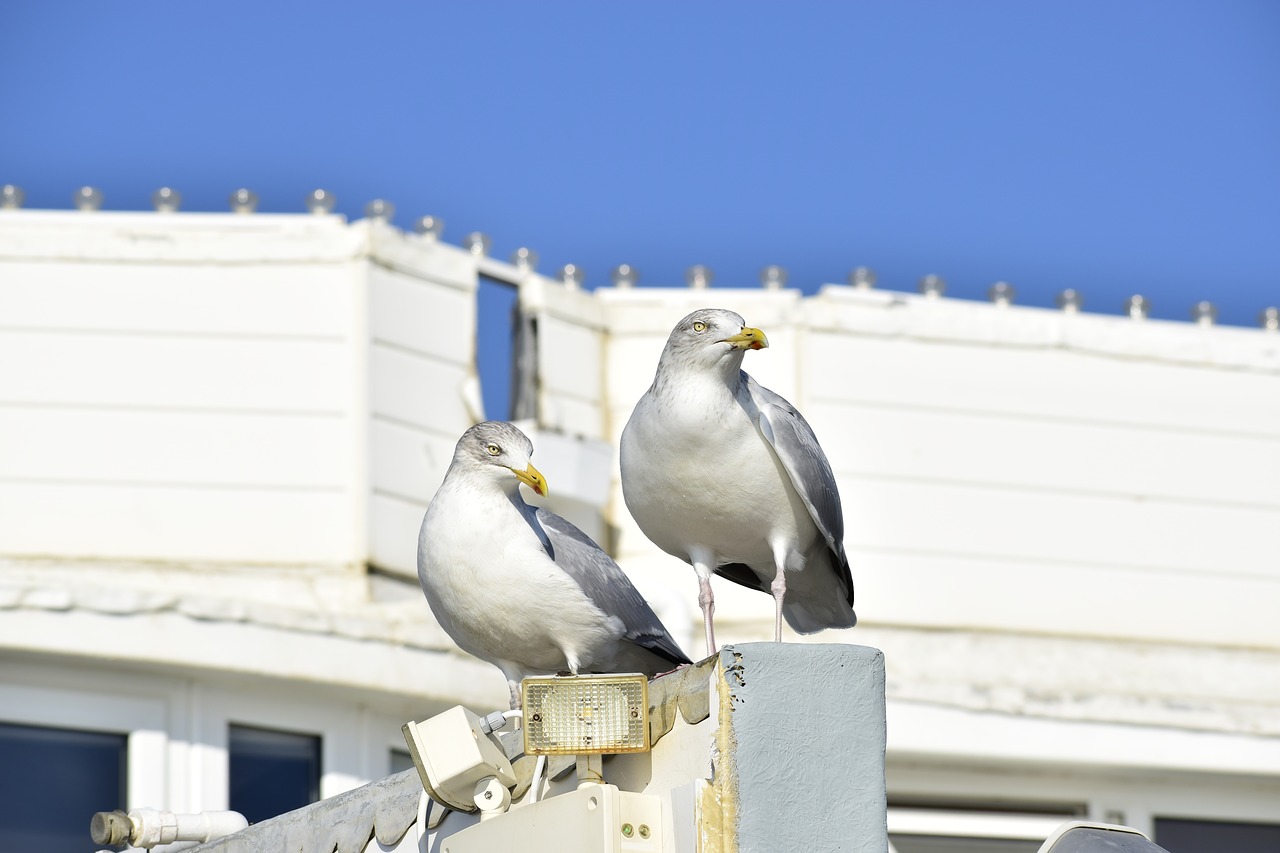 bird  birds  animal free photo