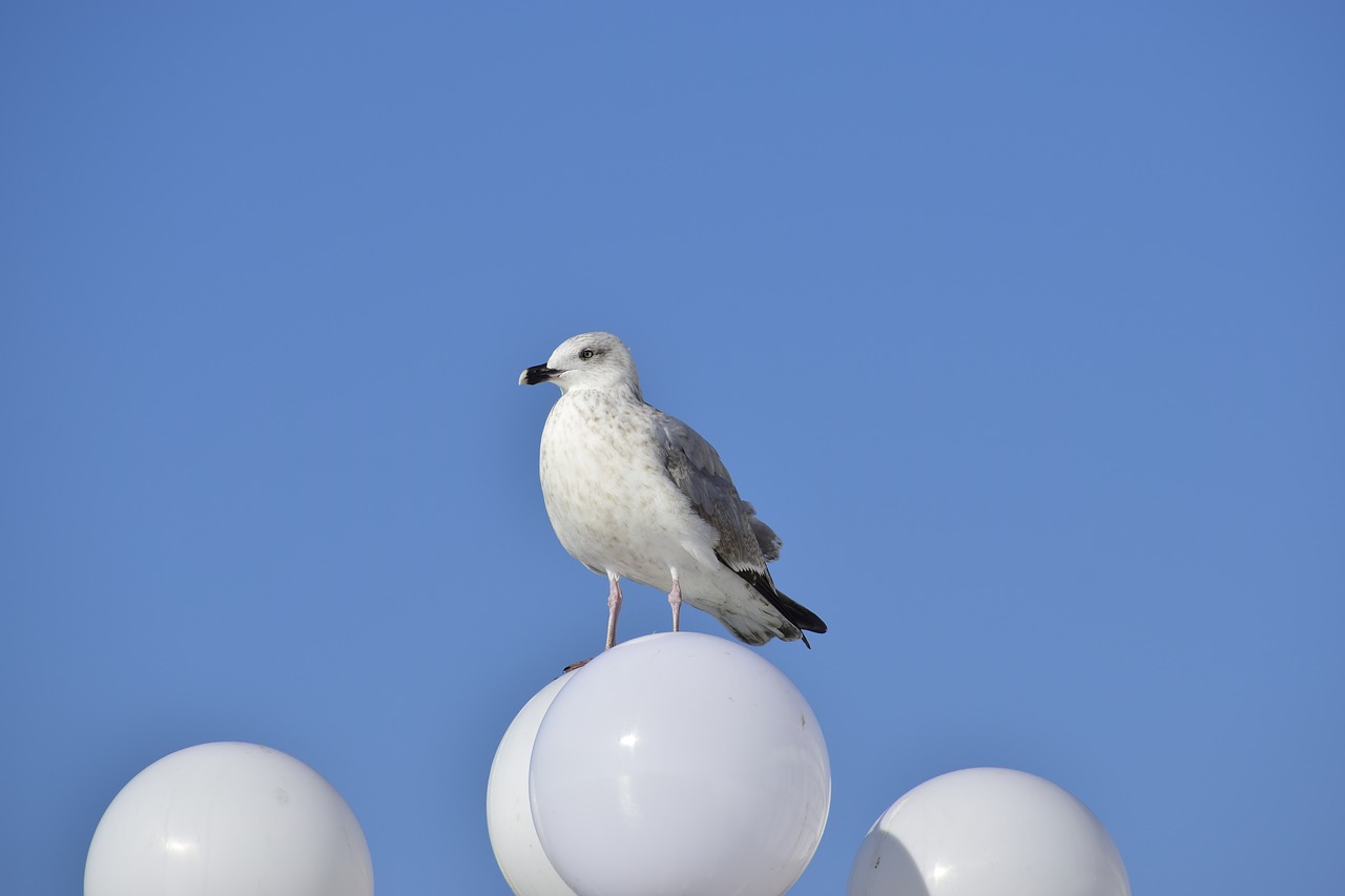 bird  animal  seagull free photo