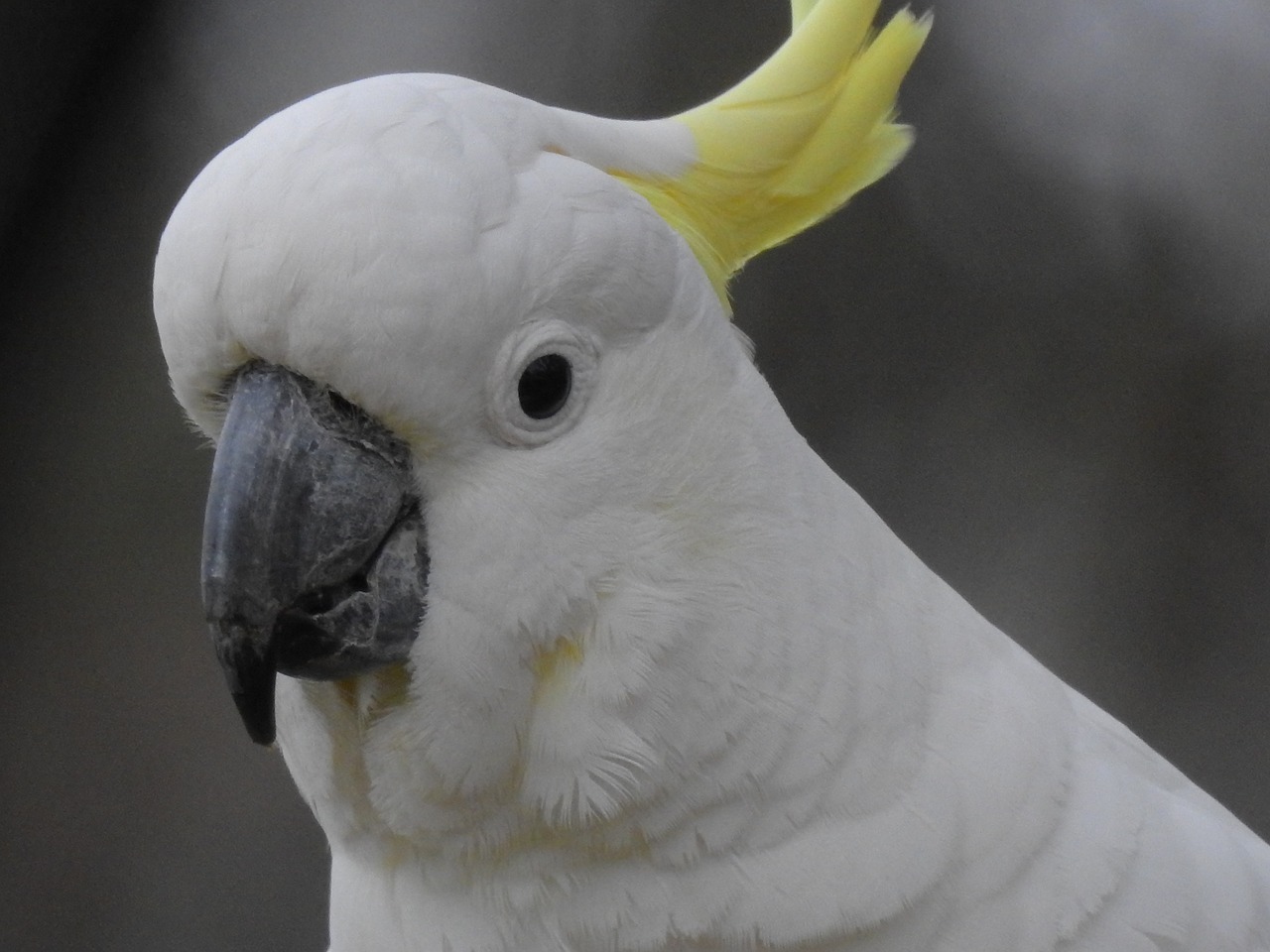 bird  australia  cockatoo free photo