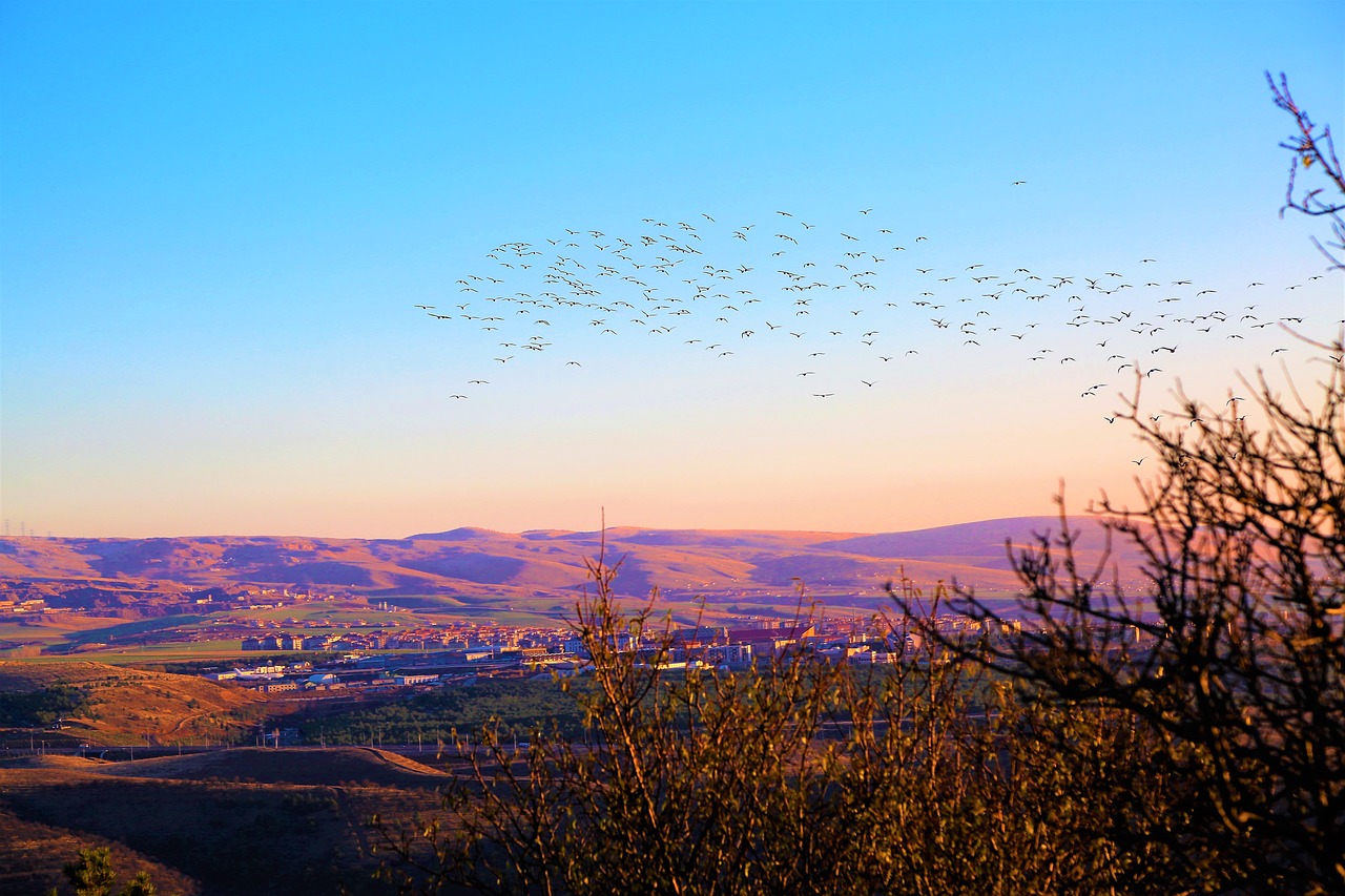 bird  birds  nature free photo