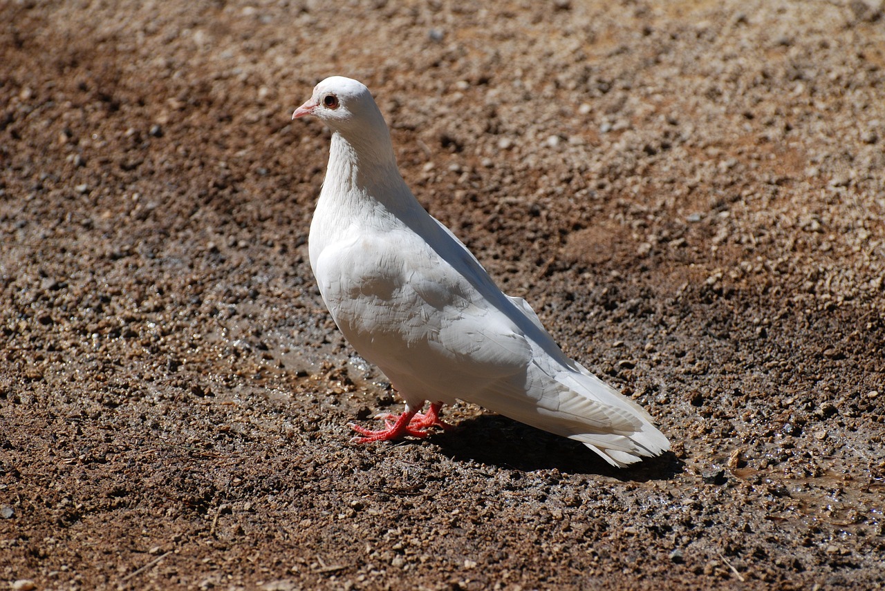 bird white dove free photo