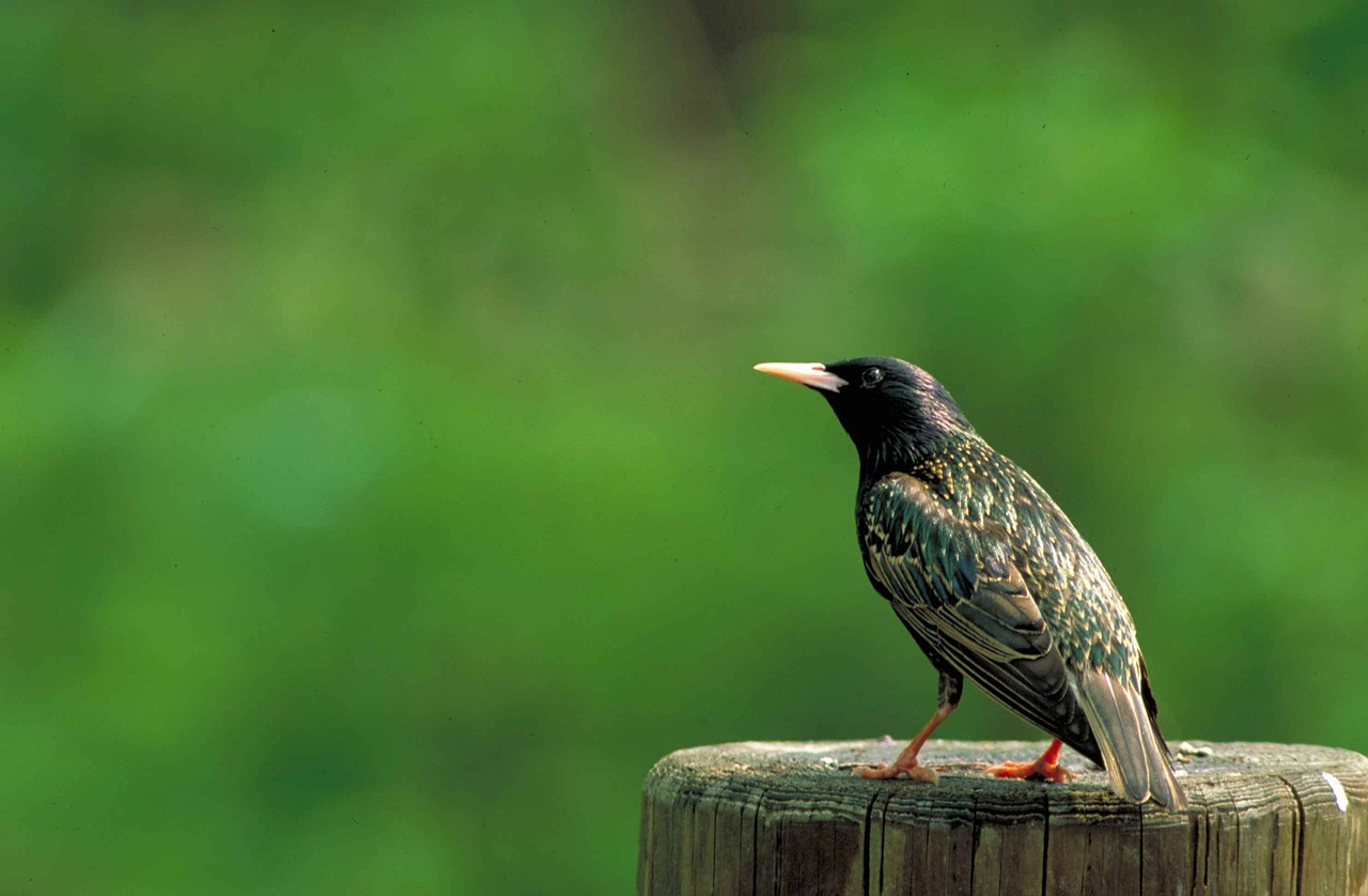 bird starling european free photo