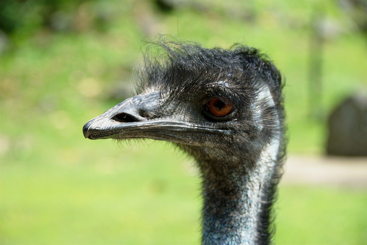 bird emu an free photo