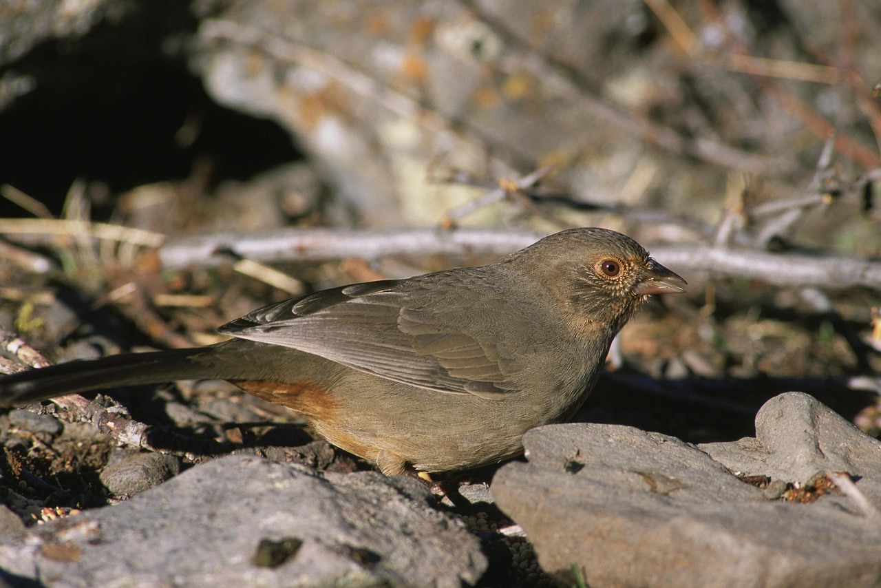 bird california towhee free photo