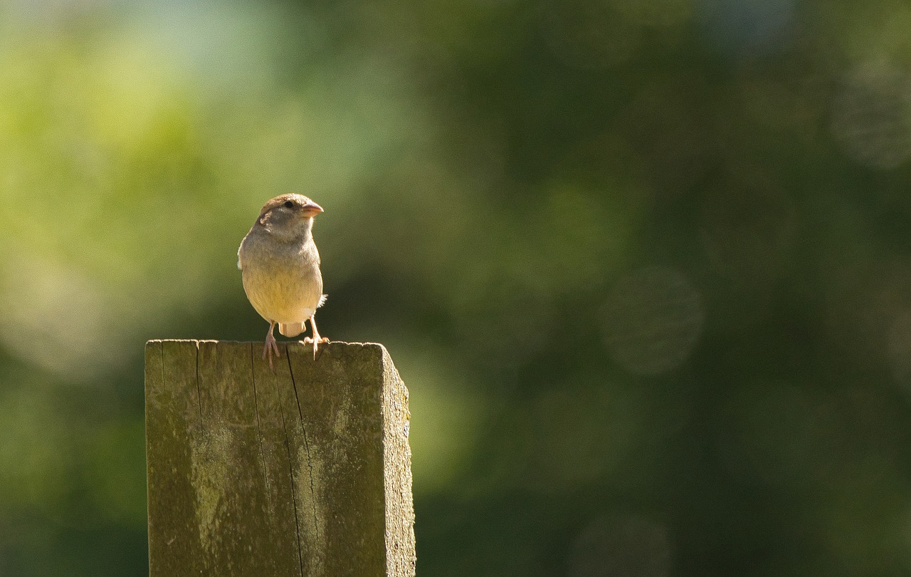 bird  wildlife  nature free photo